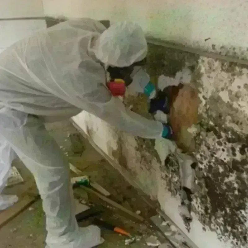 Mold Remediation and Removal in Morgan County, OH